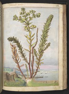 Euphorbia paralias、Gherardo Ciboによる「ローマの植物の絵画」から、MS 22333、f155r、c.1564-84を追加（紙に水彩とグワッシュ） 作： Gherardo Cibo