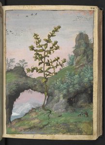 Euphrasia officinalis、Gherardo Cibo による「ローマ国家の植物相の絵画」から、MS 22333、f041r、c.1564-84 を追加 (紙に水彩とグワッシュ) 作： Gherardo Cibo