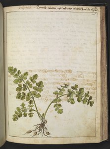 Filipendula、Gherardo Cibo の「Paintings of the Roman StatesのFlora」から、MS 22333、f145r、c.1564-84 を追加 (紙に水彩とグワッシュ) 作： Gherardo Cibo