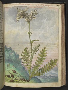 Filipendula vulgari、Gherardo Ciboによる「ローマの植物の絵画」から、MS 22333、f146r、c.1564-84を追加（紙に水彩とグワッシュ） 作： Gherardo Cibo