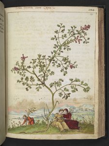 Fumaria gaillardotii 、Gherardo Cibo の「Paintings of the Roman StatesのFlora」から、MS 22333、f121r、c.1564-84 を追加 (紙に水彩とグワッシュ) 作： Gherardo Cibo
