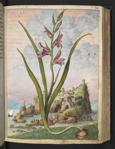 Gladiolus Italicus、Gherardo Cibo の「Paintings of Flora of the Roman States」から、MS 22333、f072r、c.1564-84 を追加 (紙に水彩とグワッシュ) 作： Gherardo Cibo