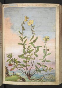 Helianthemum nummularium、Gherardo Cibo の「Paintings of Flora of the Roman States」から、MS 22333、f055r、c.1564-84 を追加 (紙に水彩とグワッシュ)
