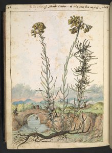 Helichrysum italicum: 黄色のつぼみを持つ植物、Gherardo Cibo の「Paintings of Flora of the Roman States」より、MS 22333、f176v、c.1564-84 を追加 (紙に水彩とグワッシュ)
