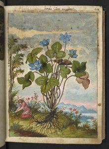 Hepatica nobilis: Gherardo Cibo の「Paintings of Flora of the Roman States」からの青い花びらと挿し木を掘ったり話したりする人を持つ植物、追加 MS 22333、f032r、c.1564-84 (紙に水彩とグワッシュ)