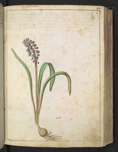 ヒヤシンス、Gherardo Cibo による「ローマ国家の植物の絵画」から、MS 22333、f060r、c.1564-84 を追加 (紙に水彩とグワッシュ) 作： Gherardo Cibo