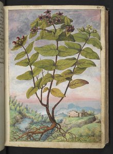 オトギリソウ、Gherardo Cibo による「ローマ国家の植物相の絵画」から、MS 22333、f034r、c.1564-84 を追加 (紙に水彩とグワッシュ)