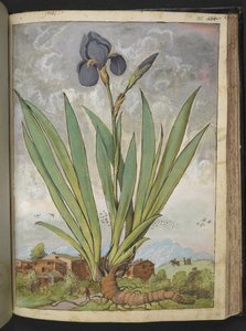 Iris germanica、Gherardo Ciboによる「Paintings of Flora of the Roman States」から、MS 22333、f148r、c.1564-84を追加（紙に水彩とグワッシュ） 作： Gherardo Cibo