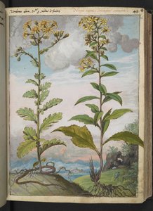 Jacobae vulgaris et Senecio ovatu、Gherardo Ciboによる「Paintings of Flora of the Roman States」から、MS 22333、f046r、c.1564-84を追加（紙に水彩とグワッシュ） 作： Gherardo Cibo