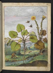 Ligularia tussilaginea (ヒョウ科の植物)、Gherardo Cibo 作の「Paintings of Flora of the Roman States」より、MS 22333、f011r、c.1564-84 を追加 (紙に水彩とグワッシュ) 作： Gherardo Cibo