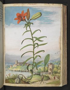 Lilium bulbiferum: 赤い花びらを持つ植物、Gherardo Cibo の「Paintings of Flora of the Roman States」から、MS 22333 を追加、f080r、c.1564-84 (紙に水彩とグワッシュ) 作： Gherardo Cibo