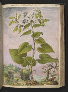 Lunaria redivivia、Gherardo Cibo の「Paintings of the Roman States of Flora」から、MS 22333、f124r、c.1564-84 を追加 (紙に水彩とグワッシュ) 作： Gherardo Cibo