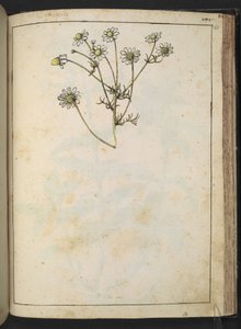 Matricaria chamomilla (カモミール)、Gherardo Cibo の「Paintings of Flora of the Roman States」より、MS 22333、f163r、c.1564-84 を追加 (紙に水彩とグワッシュ)