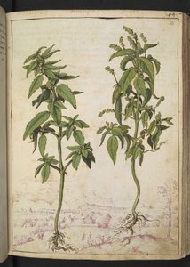Mercurialis annua、Gherardo Cibo の「Paintings of Flora of the Roman States」から、MS 22333、f056r、c.1564-84 を追加 (紙に水彩とグワッシュ) 作： Gherardo Cibo