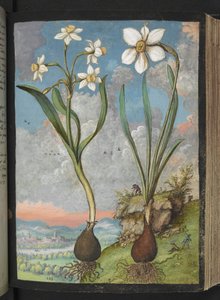 水仙タゼッタと水仙ポエティク:白い花びらを持つ植物、ゲラルド・シボ作「ローマ国家の植物相の絵画」より、MS 22333、f059r、c.1564-84 を追加 (紙に水彩とグワッシュ) 作： Gherardo Cibo