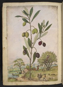 Olea europaea (オリーブの木)、Gherardo Cibo の「Paintings of Flora of the Roman States」より、MS 22333、f181v、c.1564-84 を追加 (紙に水彩とグワッシュ)