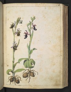 Orchis: 白とピンクの花を持つ植物、Gherardo Cibo の「Paintings of Flora of the Roman States」より、MS 22333、f066r、c.1564-84 を追加 (紙に水彩とグワッシュ) 作： Gherardo Cibo