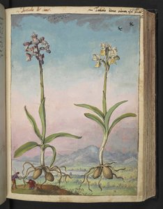 Orchis pallens: Gherardo Cibo の「Paintings of Flora of the Roman States」からの 2 つの顕花植物、追加 MS 22333、f064r、c.1564-84 (紙に水彩とグワッシュ) 作： Gherardo Cibo