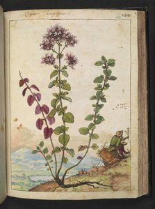 Origanum vulgare、Gherardo Cibo の「Paintings of Flora of the Roman States」から、MS 22333、f130r、c.1564-84 を追加 (紙に水彩とグワッシュ) 作： Gherardo Cibo