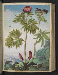 Paeonia officinalis、Gherardo Cibo の「Paintings of Flora of the Roman States」から、MS 22333、f085r、c.1564-84 を追加 (紙に水彩とグワッシュ) 作： Gherardo Cibo
