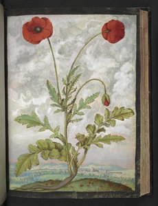 Papaver rhoeas (ポピー)、Gherardo Cibo の「Paintings of Flora of the Roman States」より、MS 22333、f107r、c.1564-84 を追加 (紙に水彩とグワッシュ)