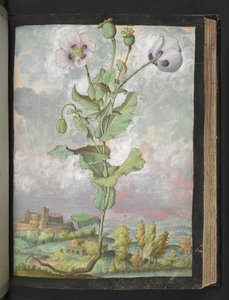 Papaver somniferum: 白い花びらを持つ植物、Gherardo Cibo による「Paintings of Flora of the Roman States」から、MS 22333 を追加、f108r、c.1564-84 (紙に水彩とグワッシュ) 作： Gherardo Cibo