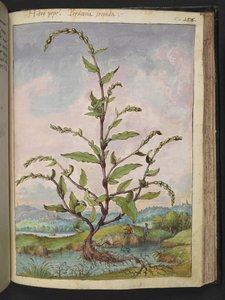 Persicaria Hydropiper、Gherardo Cibo の「Paintings of Flora of the Roman States」から、MS 22333、f152r、c.1564-84 を追加 (紙に水彩とグワッシュ) 作： Gherardo Cibo
