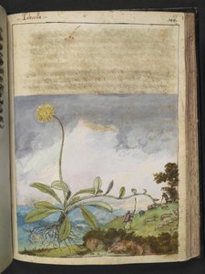 Pilosella officinarum、Gherardo Cibo による「ローマ国家の植物相の絵画」から、MS 22333、f138r、c.1564-84 を追加 (紙に水彩とグワッシュ)