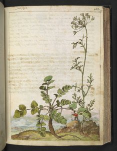 Pimpinella saxifraga、Gherardo Cibo による「ローマ国家の植物相の絵画」から、MS 22333、f101r、c.1564-84 を追加 (紙に水彩とグワッシュ) 作： Gherardo Cibo