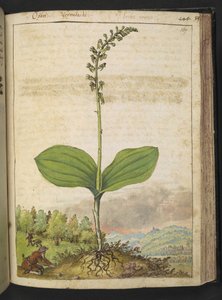 おそらく Ophrys apifera (ミツバチのラン)、Gherardo Cibo 作の「Paintings of Flora of the Roman States」より、MS 22333、f139r、c.1564-84 を追加 (紙に水彩とグワッシュ)