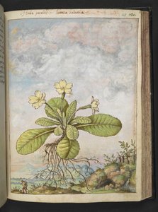 Primula vulgaris、Gherardo Cibo の「Paintings of Flora of the Roman States」から、MS 22333、f128r、c.1564-84 を追加 (紙に水彩とグワッシュ) 作： Gherardo Cibo