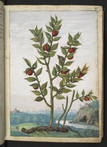 Ruscus aculeatus: Gherardo Cibo による「ローマ国家の植物相の絵画」からの赤い実を結ぶ植物、追加 MS 22333、f023r、c.1564-84 (紙に水彩とグワッシュ)