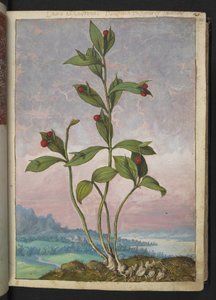 Ruscus hypoglossum: 赤い実をつけた植物、Gherardo Cibo の「Paintings of Flora of the Roman States」より、MS 22333、f024r、c.1564-84 を追加 (紙に水彩とグワッシュ)