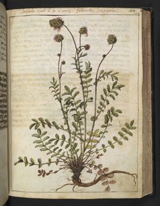 サンギソルバ マイナー、Gherardo Cibo 作「ローマ国家の植物相の絵画」より、MS 22333、f102r、c.1564-84 を追加 (紙に水彩とグワッシュ) 作： Gherardo Cibo