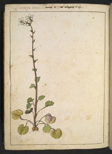 Saxifraga bianca、白い花びらを持つ高山の花、Gherardo Cibo による「ローマ国家の植物相の絵画」から、MS 22333 を追加、f180v、c.1564-84 (紙に水彩とグワッシュ) 作： Gherardo Cibo