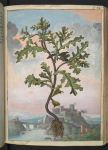 Senecio vulgaris、Gherardo Cibo の「Paintings of the Roman States of Flora」から、MS 22333、f057r、c.1564-84 を追加 (紙に水彩とグワッシュ) 作： Gherardo Cibo