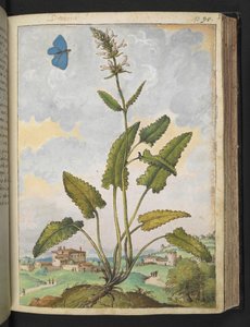 Stachys officinalis、Gherardo Cibo の「Paintings of Flora of the Roman States」から、MS 22333、f093r、c.1564-84 を追加 (紙に水彩とグワッシュ) 作： Gherardo Cibo