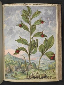 Streptopus amplexifolius (ねじれた茎)、Gherardo Cibo 作の「Paintings of Flora of the Roman States」より、MS 2233、f135r、c.1564-84 を追加 (紙に水彩とグワッシュ) 作： Gherardo Cibo