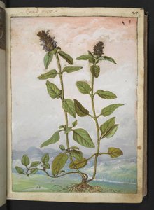 Symphytum bulbosum (Bulbous Comfrey)、Gherardo Cibo 作の「Paintings of Flora of the Roman States」より、MS 22333、f031r、c.1564-84 を追加 (紙に水彩とグワッシュ)