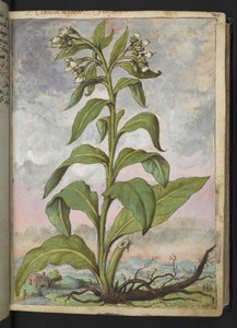Symphytum officinale (Comfrey)、Gherardo Cibo の「Paintings of Flora of the Roman States」より、MS 22333、f029r、c.1564-84 を追加 (紙に水彩とグワッシュ)