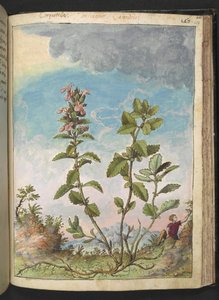 Teucrium chamaedrys (Wall Germander)、Gherardo Cibo による「Paintings of Flora of the Roman States」より、MS 22333、f159r、c.1564-84 を追加 (紙に水彩とグワッシュ) 作： Gherardo Cibo