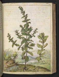 Teucrium scordium、Gherardo Cibo の「Paintings of Flora of the Roman States」より、MS 22333、f105r、c.1564-84 を追加 (紙に水彩とグワッシュ) 作： Gherardo Cibo