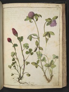 Trifolium incarnatum と Trifolium pratens、Gherardo Cibo の「Paintings of Flora of the Roman States」より、MS 22333、f151r、c.1564-84 を追加 (紙に水彩とグワッシュ) 作： Gherardo Cibo