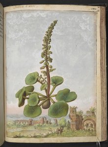 Umbilicus rupestris (Navelwort): 食用開花植物、Gherardo Cibo 作「ローマの植物相の絵画」より、MS 22333、f162r、c.1564-84 を追加 (紙に水彩とグワッシュ)