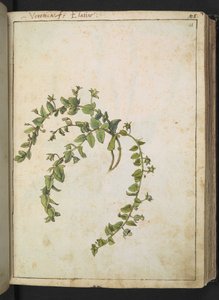 ヴェロニカ、ゲラルド・シボ作「ローマの植物相の絵画」より、MS 22333、f048r、c.1564-84 を追加 (紙に水彩とグワッシュ) 作： Gherardo Cibo