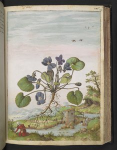 ヴィオラ オドラタ、ゲラルド チボ作「ローマの植物相の絵画」より、MS 22333、f104r、c.1564-84 を追加 (紙に水彩とグワッシュ)