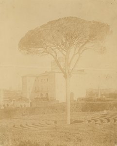 [パラッツォの外のフォーマル ガーデンの木]、1860 年代から 70 年代。 作： Giacomo Caneva