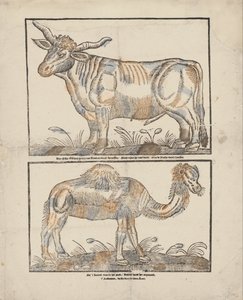牛とラクダ 作： Gijsbert de Groot Keur