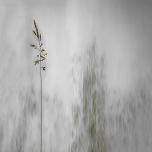 ぼんやりと霞む一本の草 作： Gilbert Claes