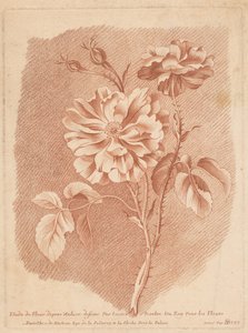 ブルーメン 花のためのロイのテシエ画家によって描かれた自然の後の花の研究（オブジェクトのタイトル）